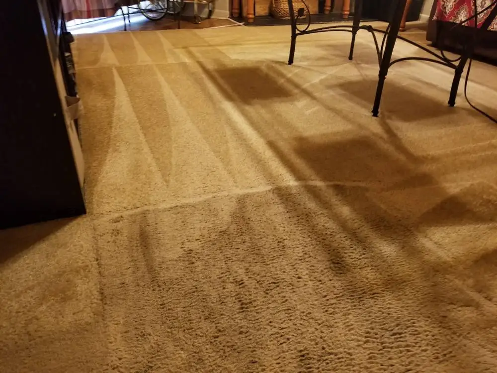 Freshly deep cleaned carpet in a living room